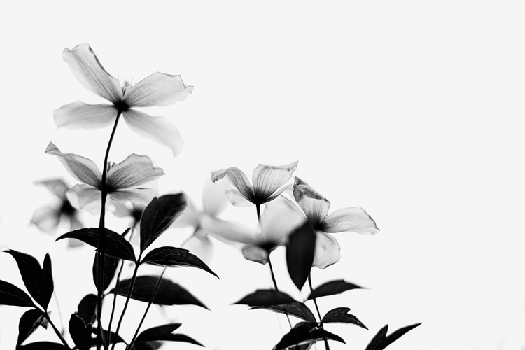 Picture of CLEMATIS BLOOMS - HIGH KEY IN BLACK AND WHITE