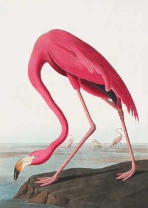 Picture of PINK FLAMINGO II FROM BIRDS OF AMERICA (1827)