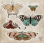 Picture of VINTAGE BUTTERFLIES