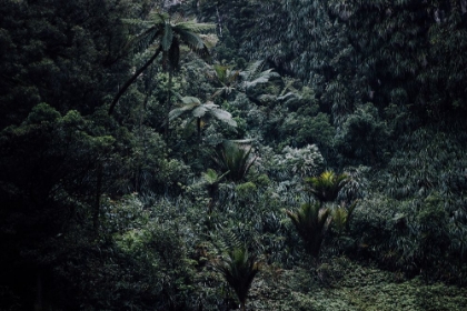 Picture of A HUMID FOREST NEAR BRIDAL VEIL FALLS