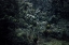 Picture of A HUMID FOREST NEAR BRIDAL VEIL FALLS
