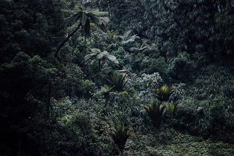 Picture of A HUMID FOREST NEAR BRIDAL VEIL FALLS