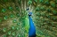 Picture of A MALE PEACOCK