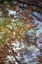 Picture of ANTIQUE BUDDHA STATUE REFLECTION III