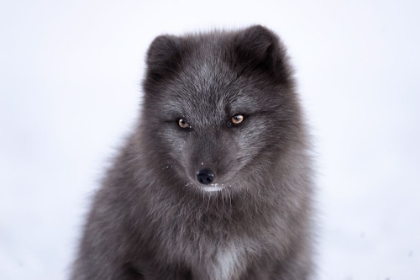 Picture of BABY ARCTIC FOX