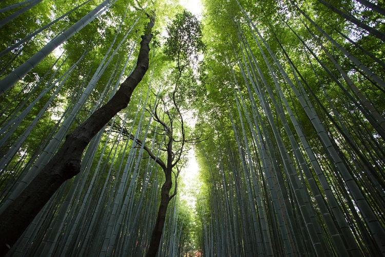 Picture of BAMBOO GROVE