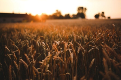 Picture of BARLEY IN SUMMER