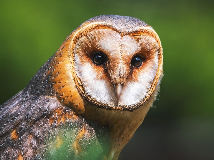 Picture of BARN OWL