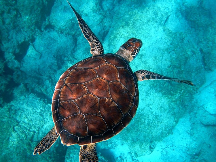 Picture of BIG SEA TURTLE AT KAPUTAS BEACH