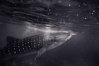 Picture of BLACK AND WHITE SHOT OF SHARK