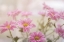 Picture of BLOOMING PINK DAISIES