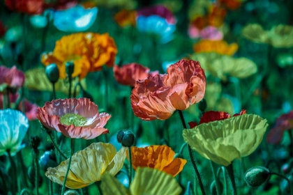 Picture of BLOOMING POPPIES