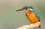 Picture of BLUE AND ORANGE KINGFISHER