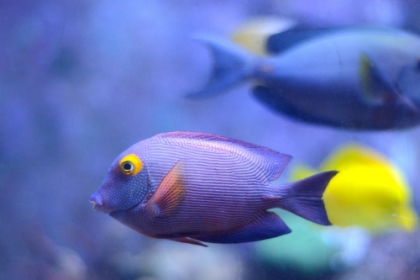 Picture of BLUE KOLE TANG FISH
