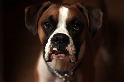 Picture of BOXER DOG