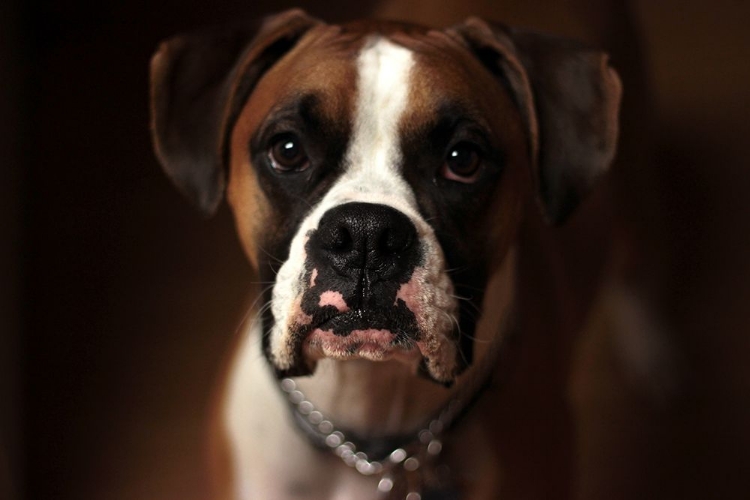 Picture of BOXER DOG