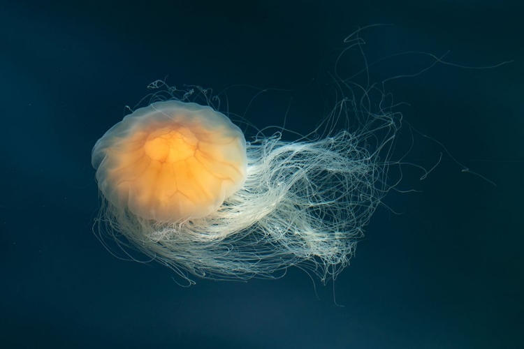 Picture of BRIGHT FLOATING JELLYFISH