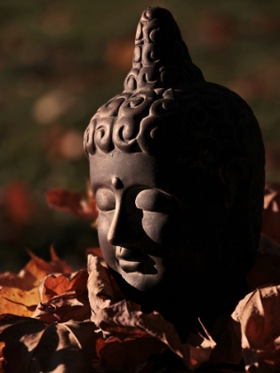 Picture of BUDDHA HEAD IN FALL LEAVES