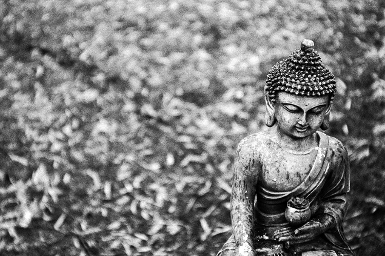 Picture of BUDDHA STATUE IN BLACK AND WHITE WITH SUCCULENT