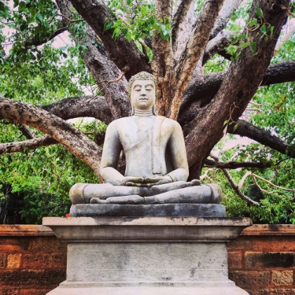 Picture of BUDDHA STATUE WITH TREE