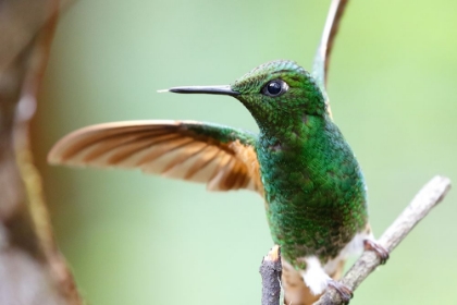 Picture of BUFF TAILED CORONET BIRD