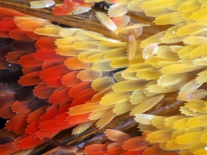 Picture of BUTTERFLY WING MACRO