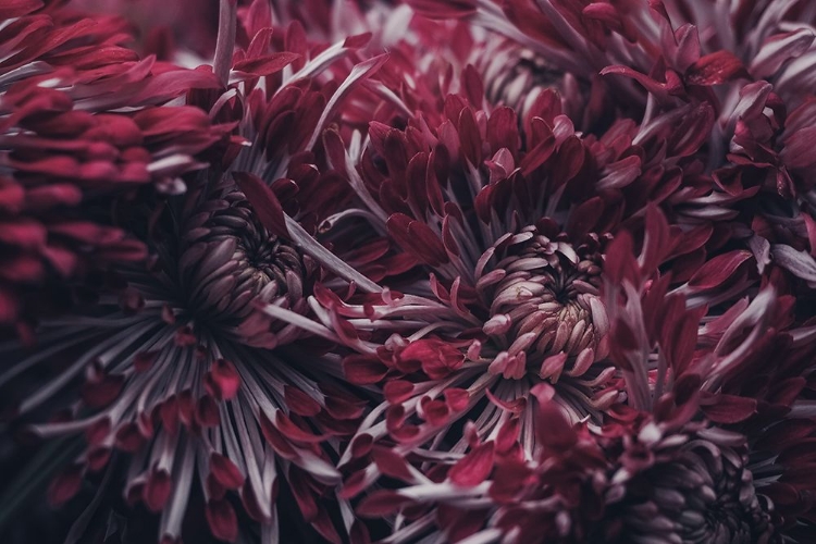 Picture of CHERRY RED CHRYSANTHEMUM FLOWERS