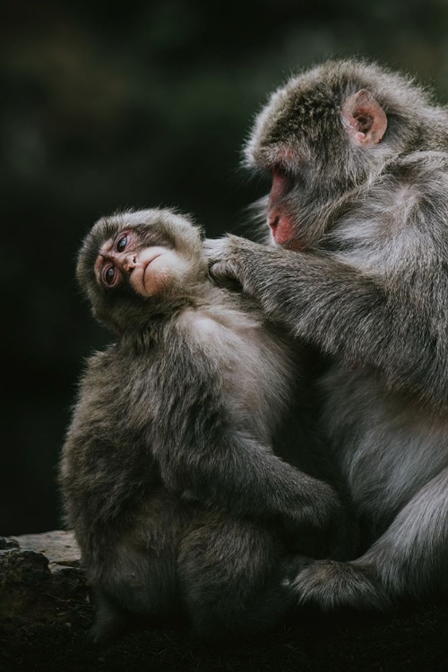 Picture of CHINESE MOUNTAIN MONKEYS