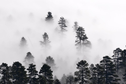 Picture of COCONINO NATIONAL FOREST, ARIZONA