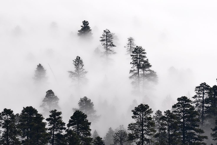 Picture of COCONINO NATIONAL FOREST, ARIZONA