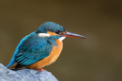 Picture of COMMON KINGFISHER IN JAPAN