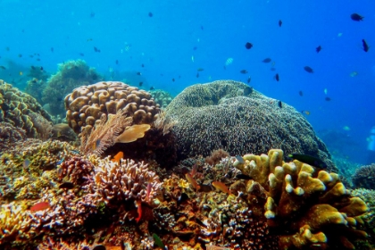 Picture of CORAL REEF