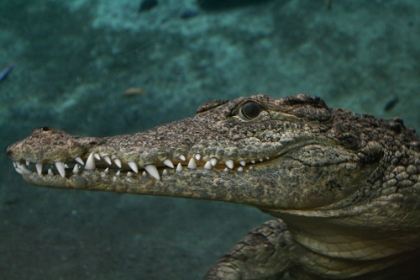 Picture of CROCODILE BEST SIDE