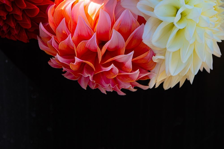 Picture of DAHLIAS SOAK IN THE SUN