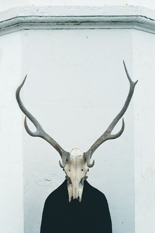 Picture of DEER SKULL