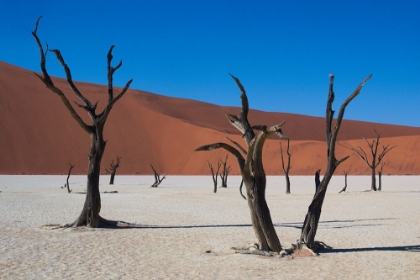 Picture of DESERT SENTINELS