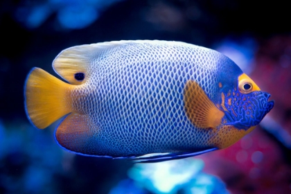 Picture of EXOTIC BLUE FISH BEST SIDE