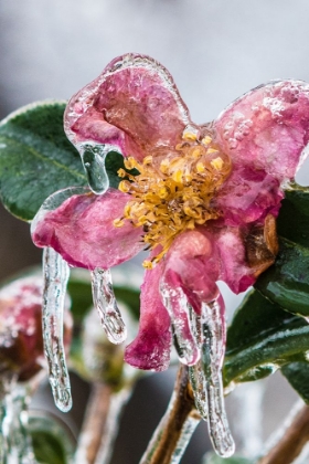Picture of FROZEN FLOWERS AT FALLS CHURCH, VIRGINIA