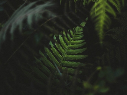 Picture of FERN LEAVES IN THE FOREST OF OAHU, HAWAII