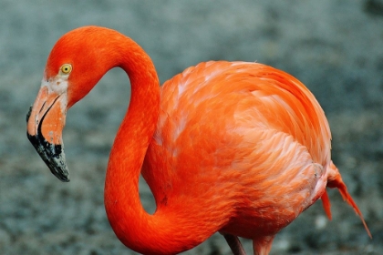 Picture of FLAMINGO BIRD
