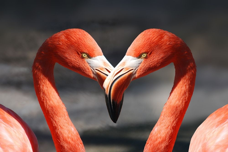 Picture of FLAMINGO LOVE