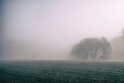 Picture of FOGGY MORNING