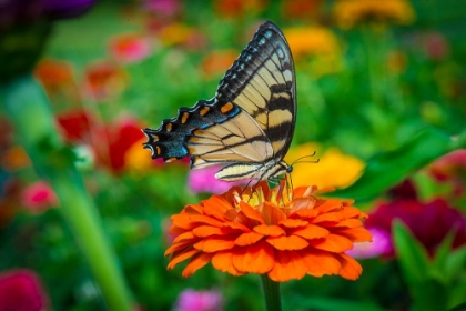 Picture of BUTTERFLY IN FREDERICKSBURG, VIRGINIA