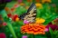 Picture of BUTTERFLY IN FREDERICKSBURG, VIRGINIA