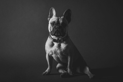 Picture of FRENCH BULLDOG