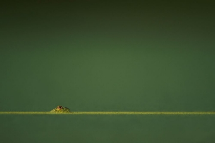 Picture of FROG IN A POND
