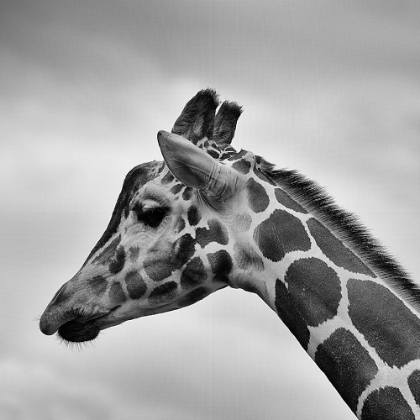 Picture of GIRAFFE MY BEST SIDE