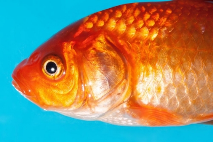 Picture of GOLDFISH BEST SIDE