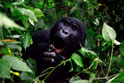 Picture of GORILLA IN THE GREEN