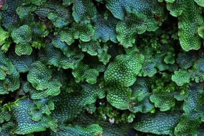 Picture of GREAT SCENTED LIVERWORT PLANT LEAVES
